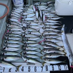 オーシャンスター(Ocean Star) 釣果