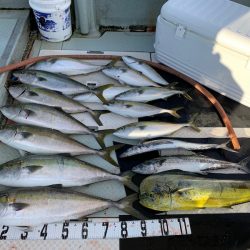 オーシャンスター(Ocean Star) 釣果