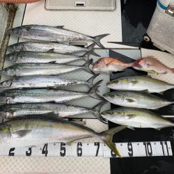 オーシャンスター(Ocean Star) 釣果