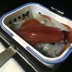 South Current 釣果