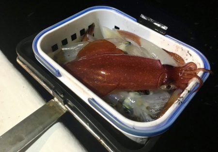 South Current 釣果