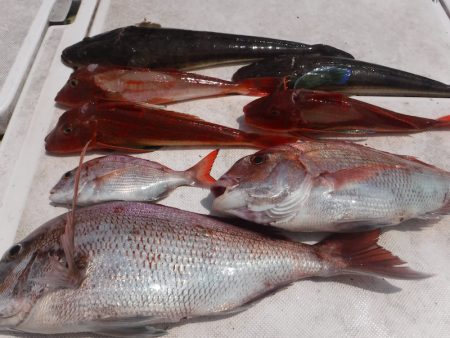 ＪＤＩ　Ｒａｃｉｎｇ　シールズマリンレジャ…