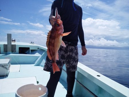 ひな丸 釣果