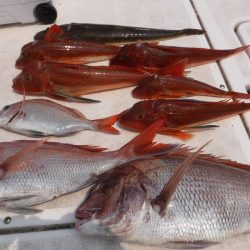 JDI Racing シールズマリンレジャー 釣果