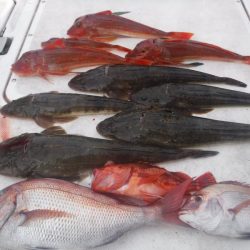 JDI Racing シールズマリンレジャー 釣果