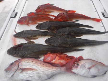 JDI Racing シールズマリンレジャー 釣果