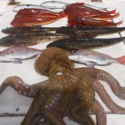 ＪＤＩ　Ｒａｃｉｎｇ　シールズマリンレジャー 釣果