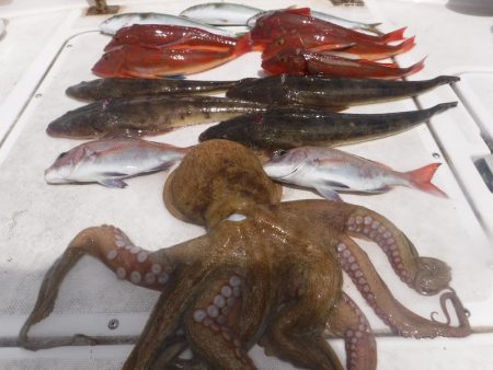 ＪＤＩ　Ｒａｃｉｎｇ　シールズマリンレジャ…