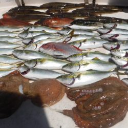 ＪＤＩ　Ｒａｃｉｎｇ　シールズマリンレジャー 釣果