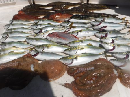 ＪＤＩ　Ｒａｃｉｎｇ　シールズマリンレジャ…