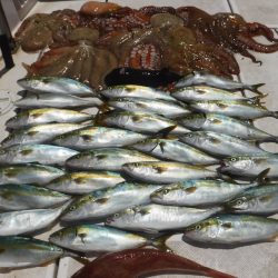 JDI Racing シールズマリンレジャー 釣果