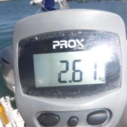 JDI Racing シールズマリンレジャー 釣果