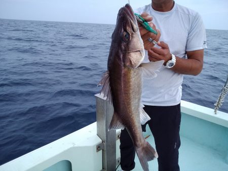ひな丸 釣果