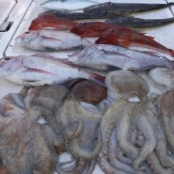 ＪＤＩ　Ｒａｃｉｎｇ　シールズマリンレジャー 釣果