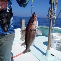 ひな丸 釣果