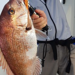 JDI Racing シールズマリンレジャー 釣果