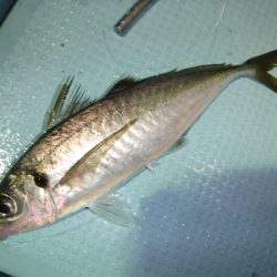 ＢｌｕｅＮｏｔｅ　Ｆｉｓｈｉｎｇ　Ｔａｘｉ 釣果