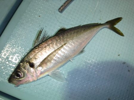 ＢｌｕｅＮｏｔｅ　Ｆｉｓｈｉｎｇ　Ｔａｘｉ 釣果