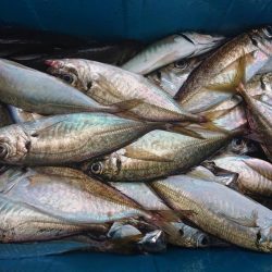 深川 吉野屋 釣果