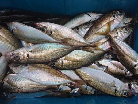 深川　吉野屋 釣果