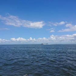 深川　吉野屋 釣果