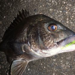 マイクロ岸ジギングレポート【サンライン×ジャングルジム　インプレッション】