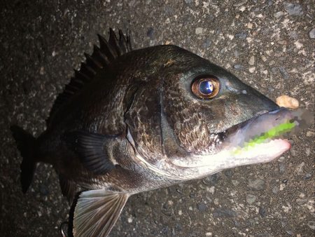 マイクロ岸ジギングレポート【サンライン×ジャングルジム　インプレッション】