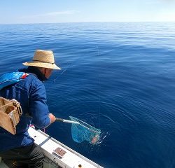 第二清洋丸 釣果