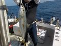 釣船　キティ 釣果
