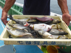 七福丸 釣果