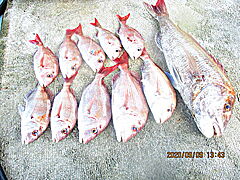 遊漁船 未紗奈 釣果