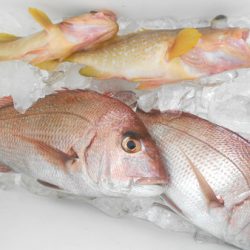 こうゆう丸 釣果