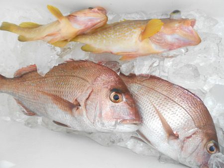 こうゆう丸 釣果