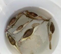 白墨丸 釣果
