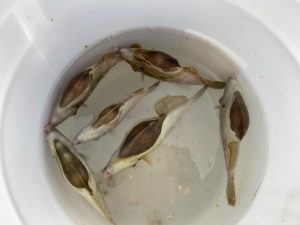白墨丸 釣果