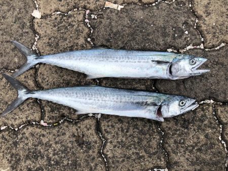 秋の数釣りシーズン？