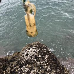 【新子】和歌山南紀でエギング釣果、アオリイカなんとかゲット