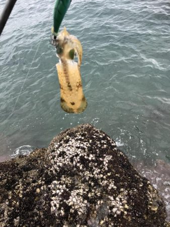 【新子】和歌山南紀でエギング釣果、アオリイ…