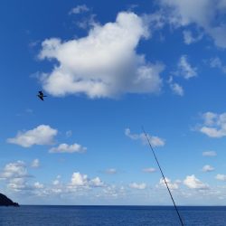 イカの気持ち１