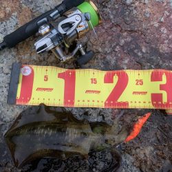 新子調査以来のエギング