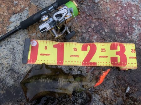 新子調査以来のエギング