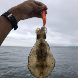 9月17日イカは元気