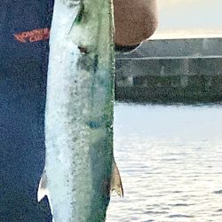 初めてのサワラ