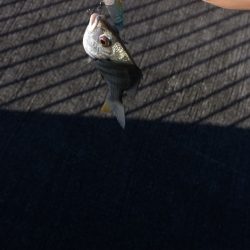 和歌山のチニング