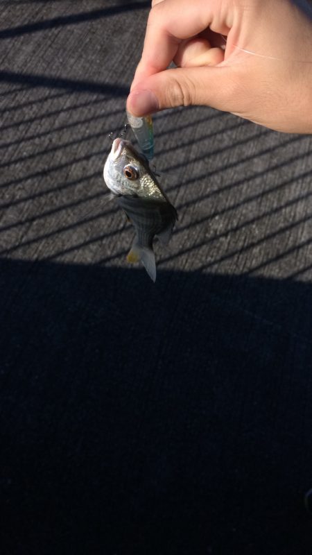 和歌山のチニング