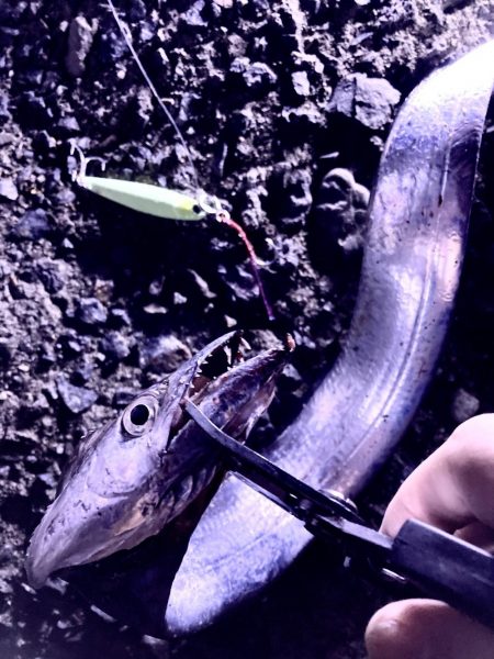 念願の太刀魚ちゃん！