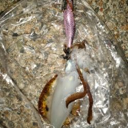 アオリイカ、エソ