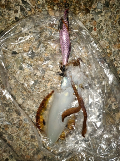 アオリイカ、エソ