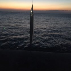 9/8釣果タチウオグレサバ