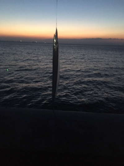 9/8釣果タチウオグレサバ